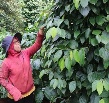 Bài viết của báo Đắk Lắk điện tử về tấm gương "vươn lên từ gian khó" ở xã Ea Ktur